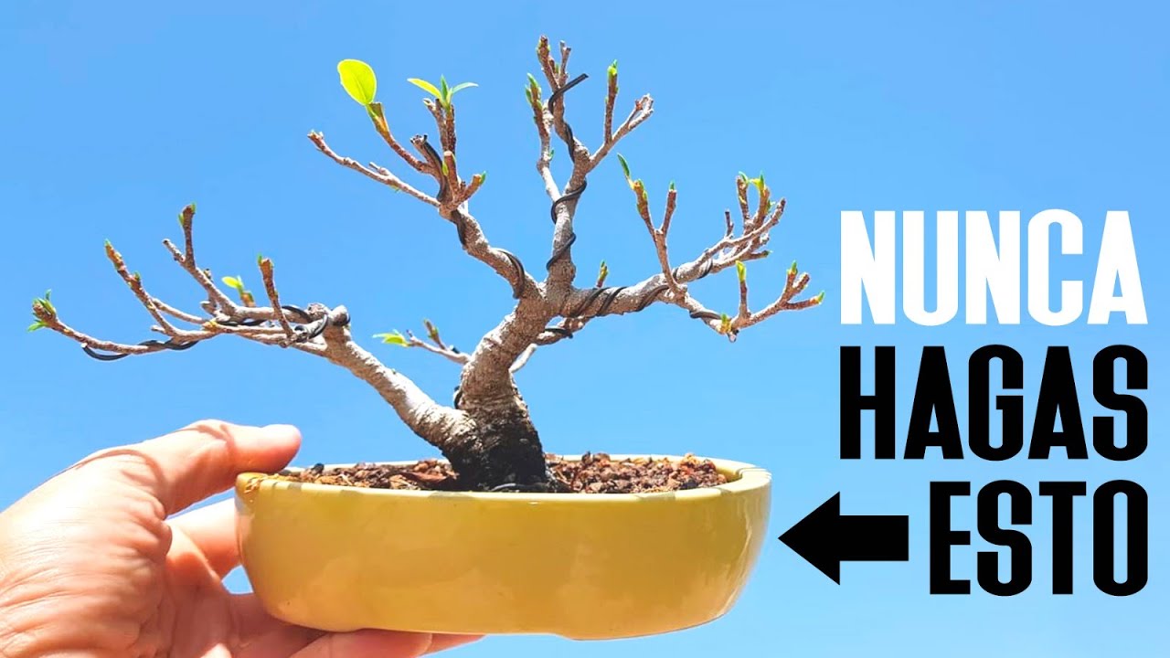 Nunca trasplantes demasiado pronto (a maceta de bonsai)