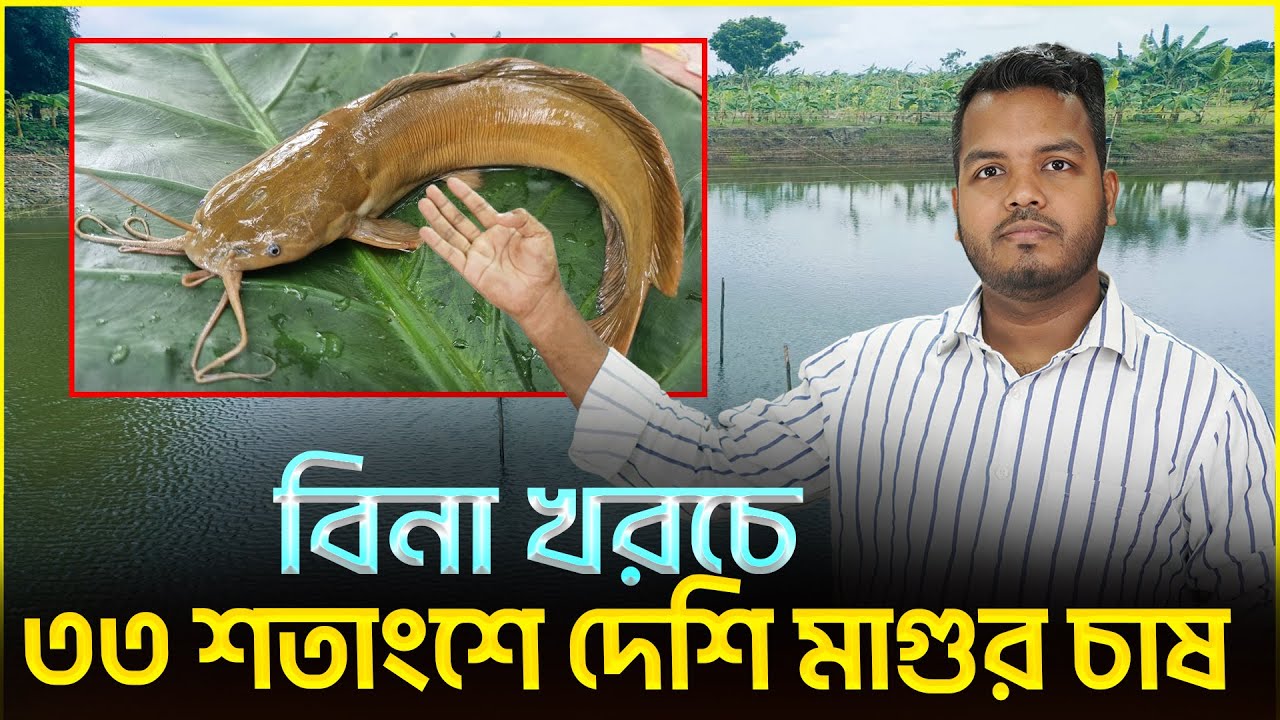 ৩৩ শতাংশে মাগুর মাছ চাষ || Shakib Agro || অল্প বিনিয়োগে বেশি  লাভ মাগুর চাষ || দেশি মাগুর মাছের চাষ