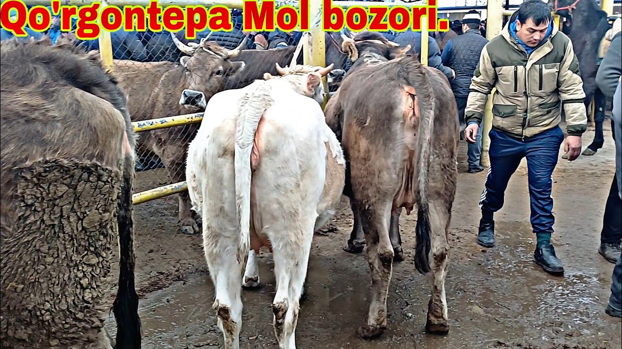 9 января 2024 г.КУРГОНТЕПА МОЛ БОЗОРИ.