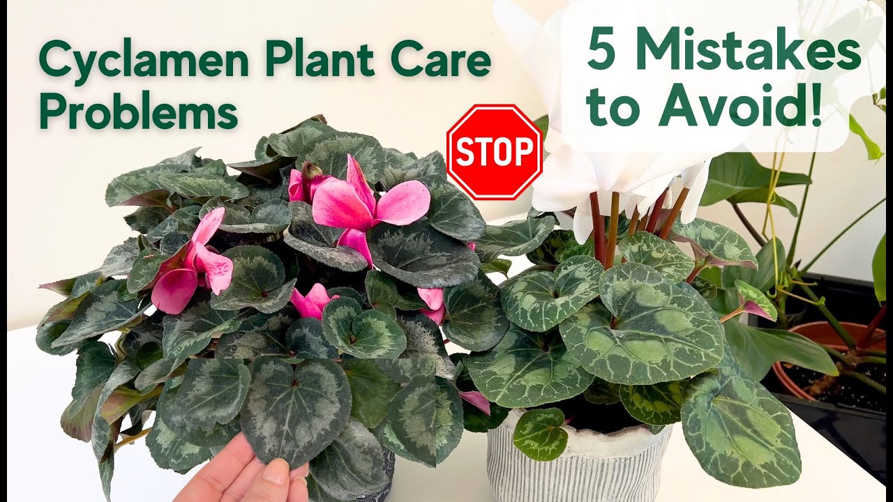 ✅ Cyclamen Care Problems ❌ 5 Things You’re Doing WRONG! (Fix Them Now!)