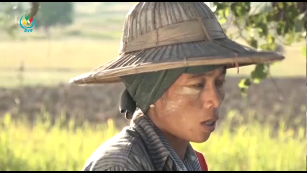 DVB - မြေပဲစိုက်တောင်သူတွေ အကြောင်း ခေတ်သစ်လယ်ယာ