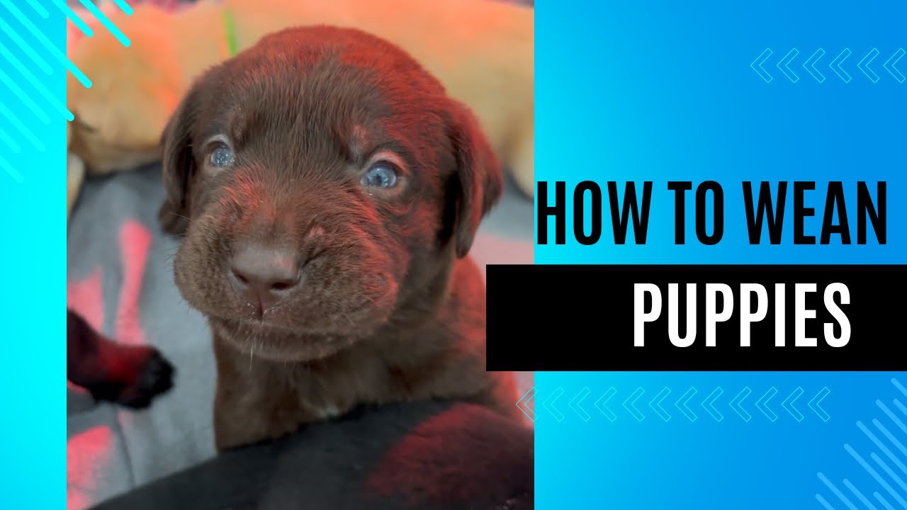 Weaning Puppies from Milk to Puppy Food! - Labrador Retrievers