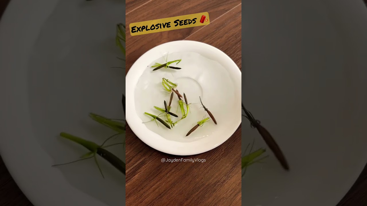 Seed Dispersal by Explosion 💥 #shorts  #satisfying #youtubeshorts #oddlysatisfying