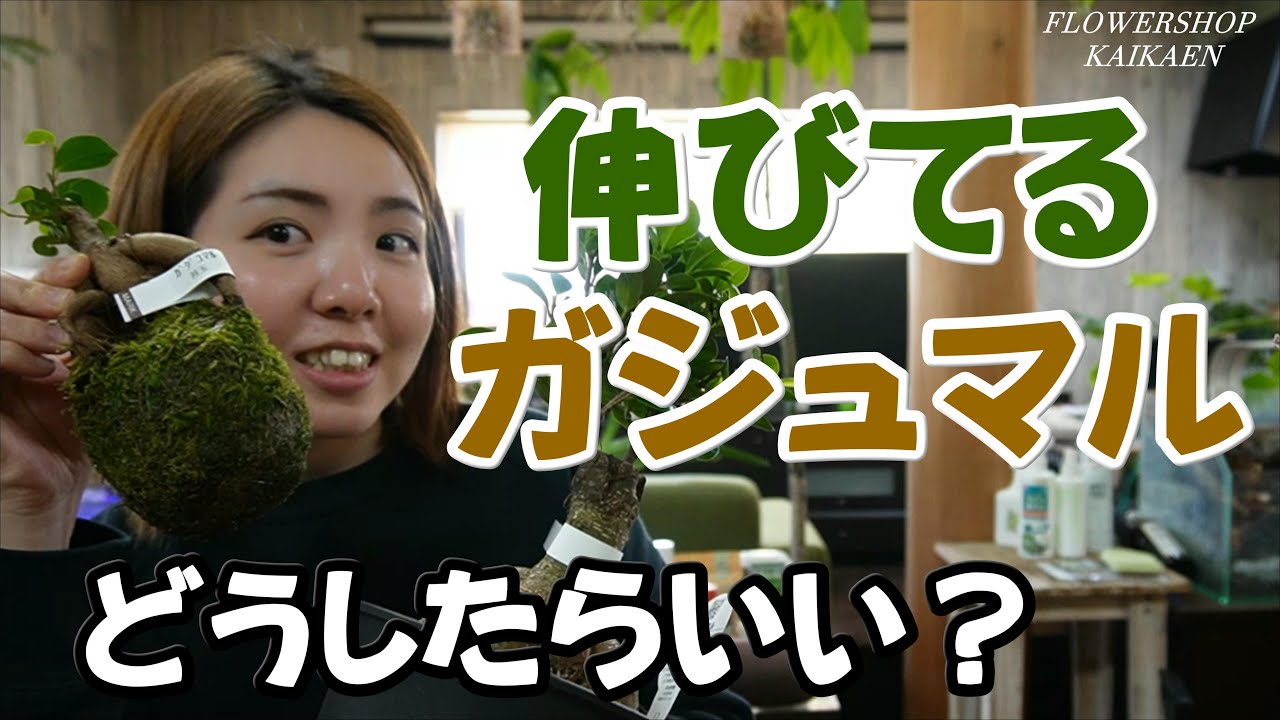 ガジュマル　育て方　管理方法　伸びたらどうする？　苔玉のガジュマル　大きくなったら　植え替え　苔ついたまんま　是非育ててみて下さい【おうちでグリーン】開花園チャンネル