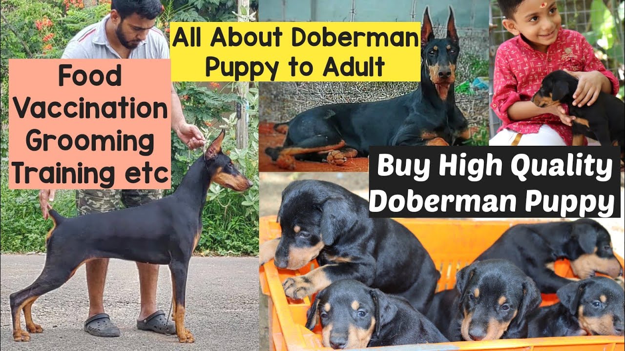 Doberman|കിടിലം ഡോബർമാൻ പപ്പികളെ വാങ്ങാം|Doberman Kerala|Doberman Puppy|Doberman malayalam