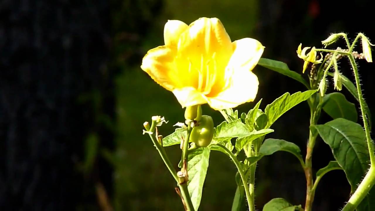 Panasonic Lumix fz38 Day and Night Shots
