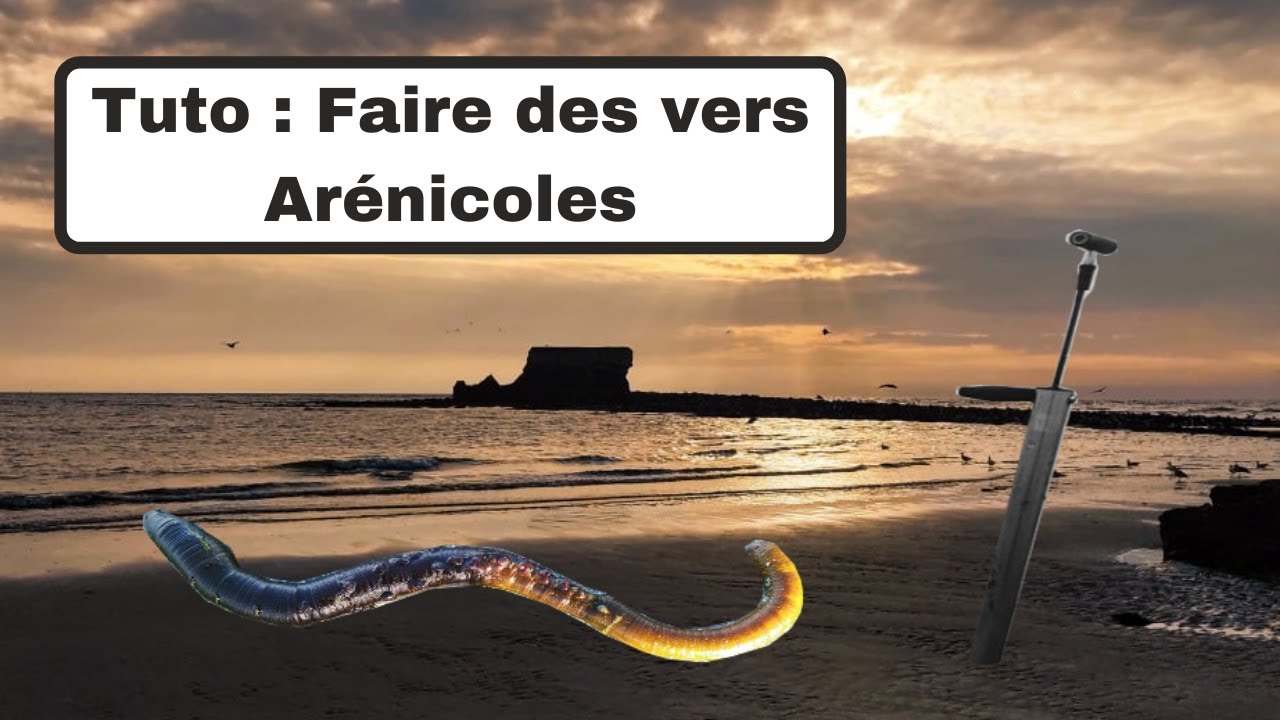 Tuto : Faire des vers Arénicoles