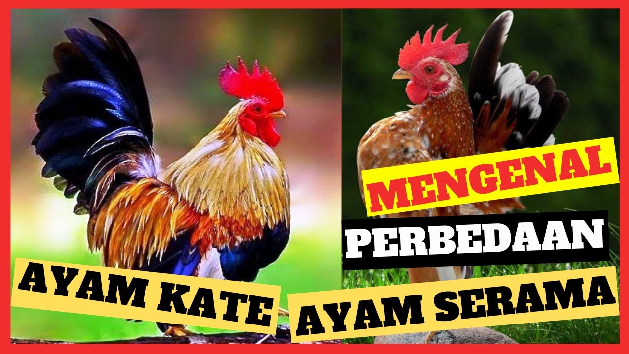 PERBEDAAN AYAM SERAMA DAN KATE