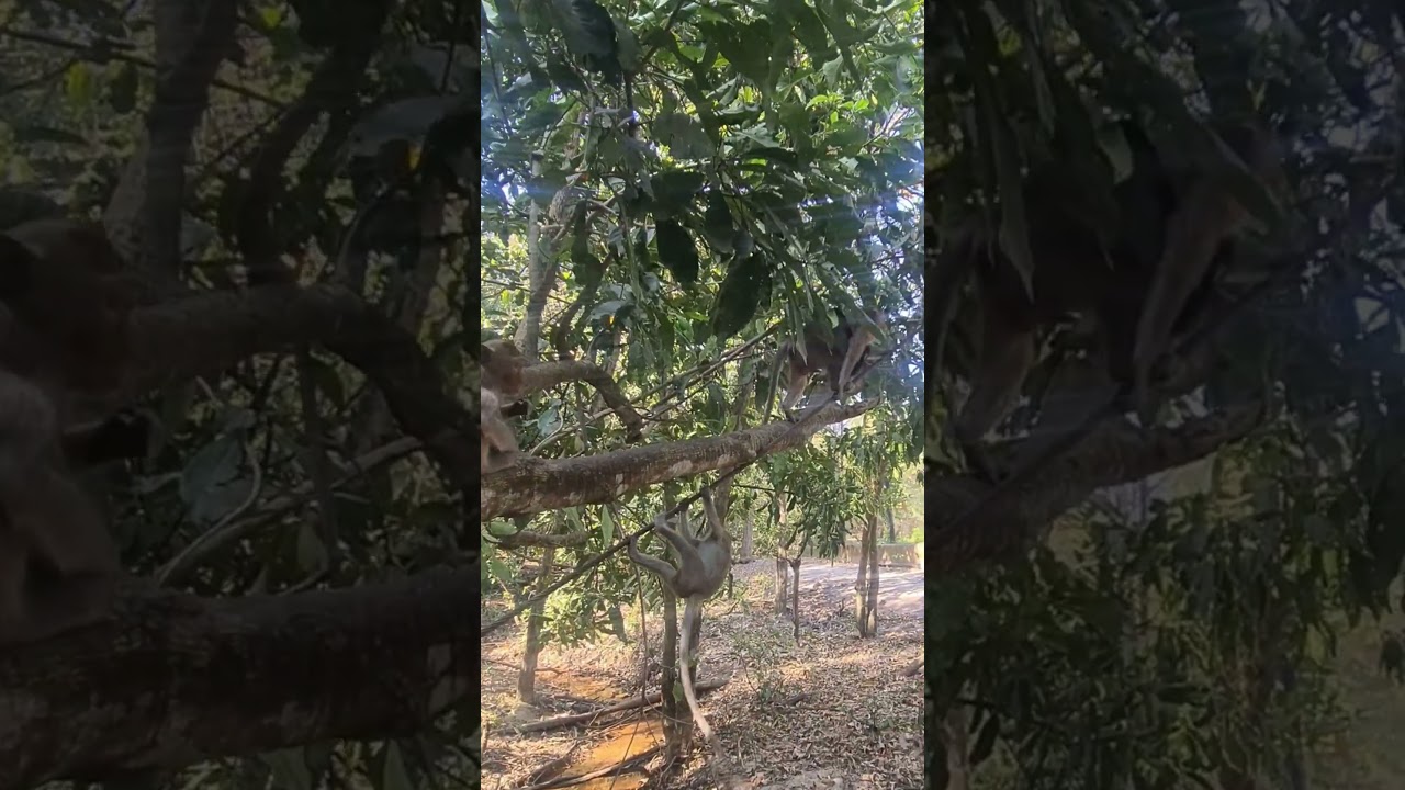 Happy time with MONKEY #cuteanimal #animals #funymonkey