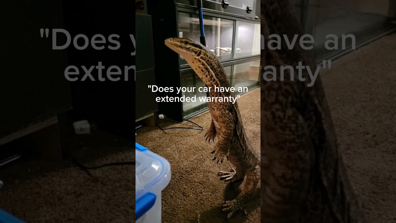 My pet monitor lizard thinks he's a cat.