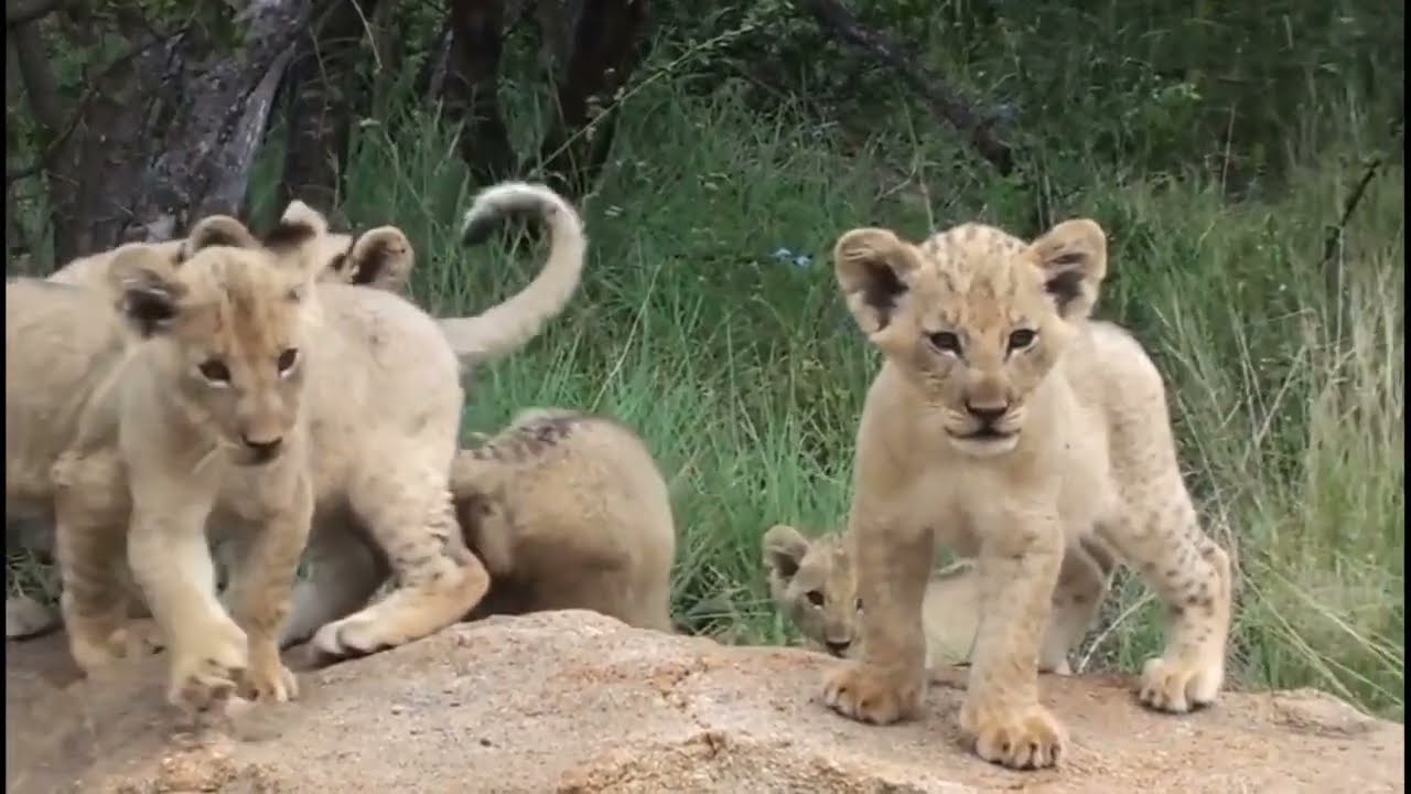 adorable chubby cub's with lioness 