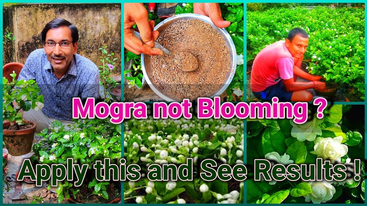 Mogra or Arabian Jasmine not Blooming ? Apply this fertilizer and see the Results !