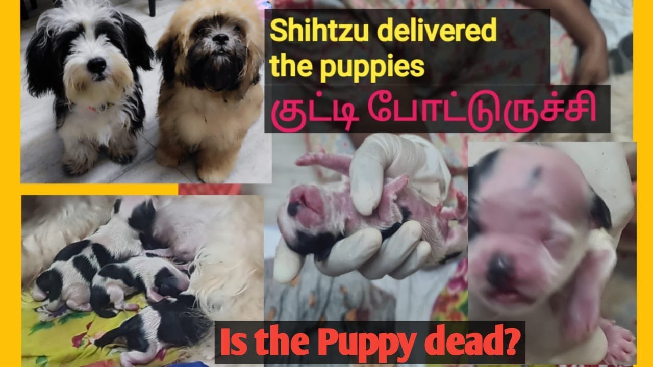 Shih Tzu birth/ labor pain starTs to my dog?/#HDFC&VLOGS