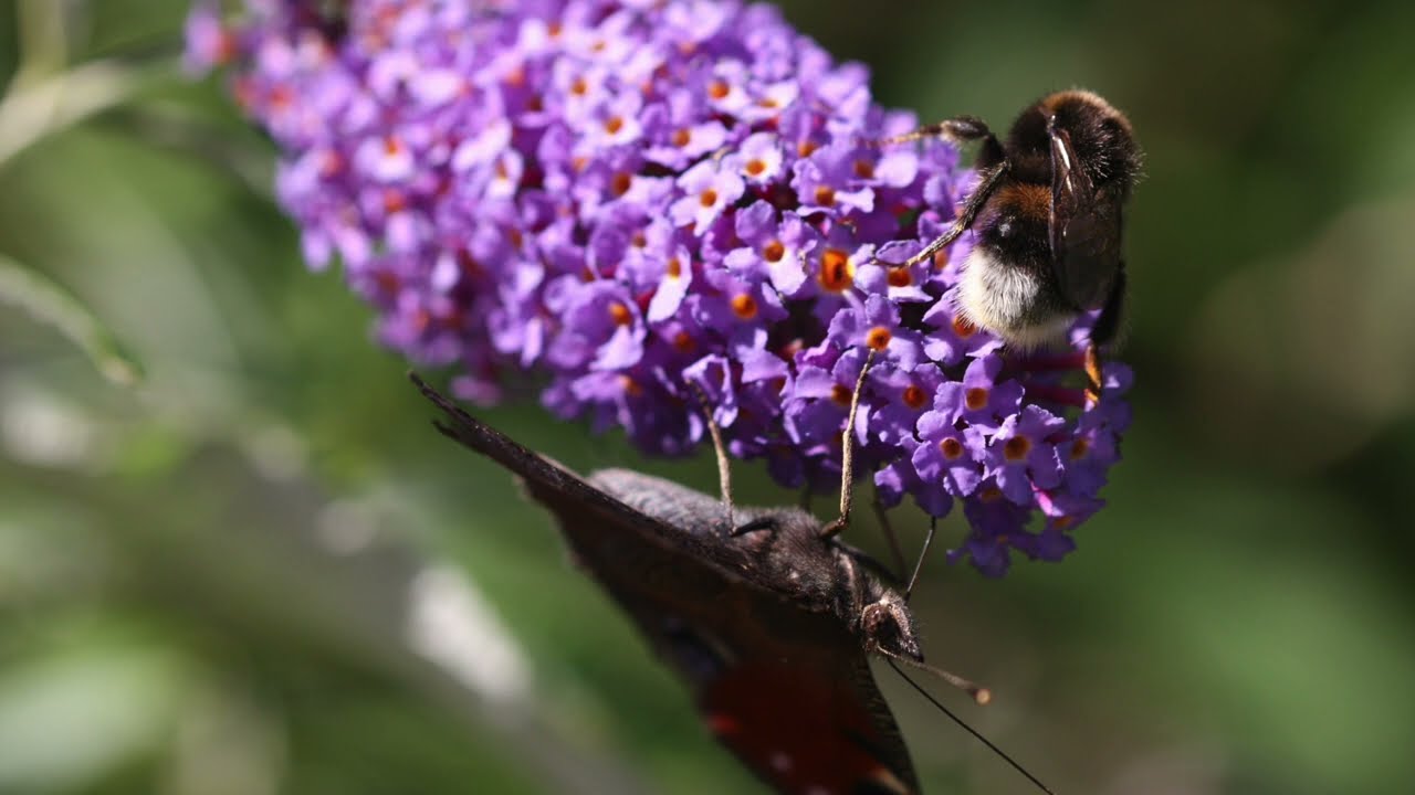 Come e quando potare la Buddleja davidii o Albero delle Farfalle