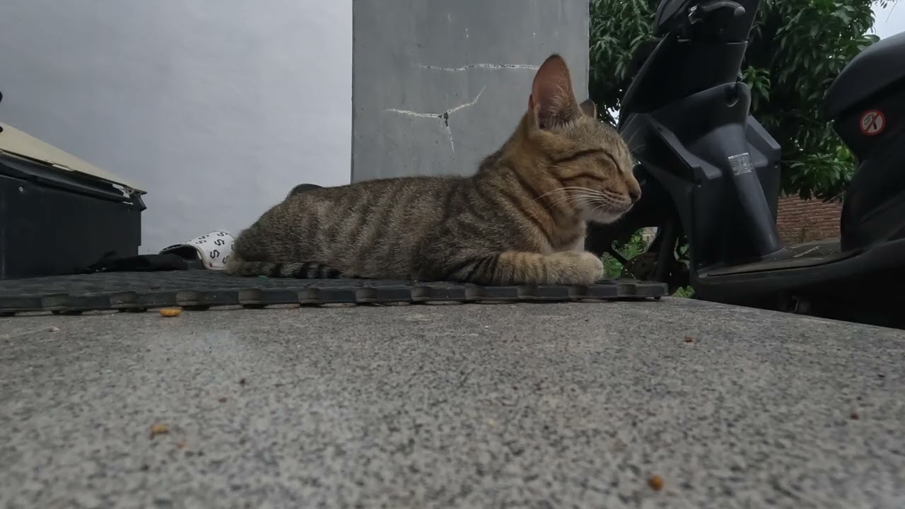 After Eating My Cats Enjoy a Calm Sleep