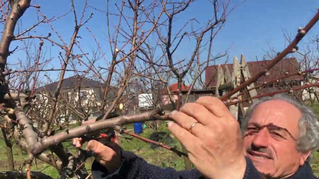Taierile de productie la piersic