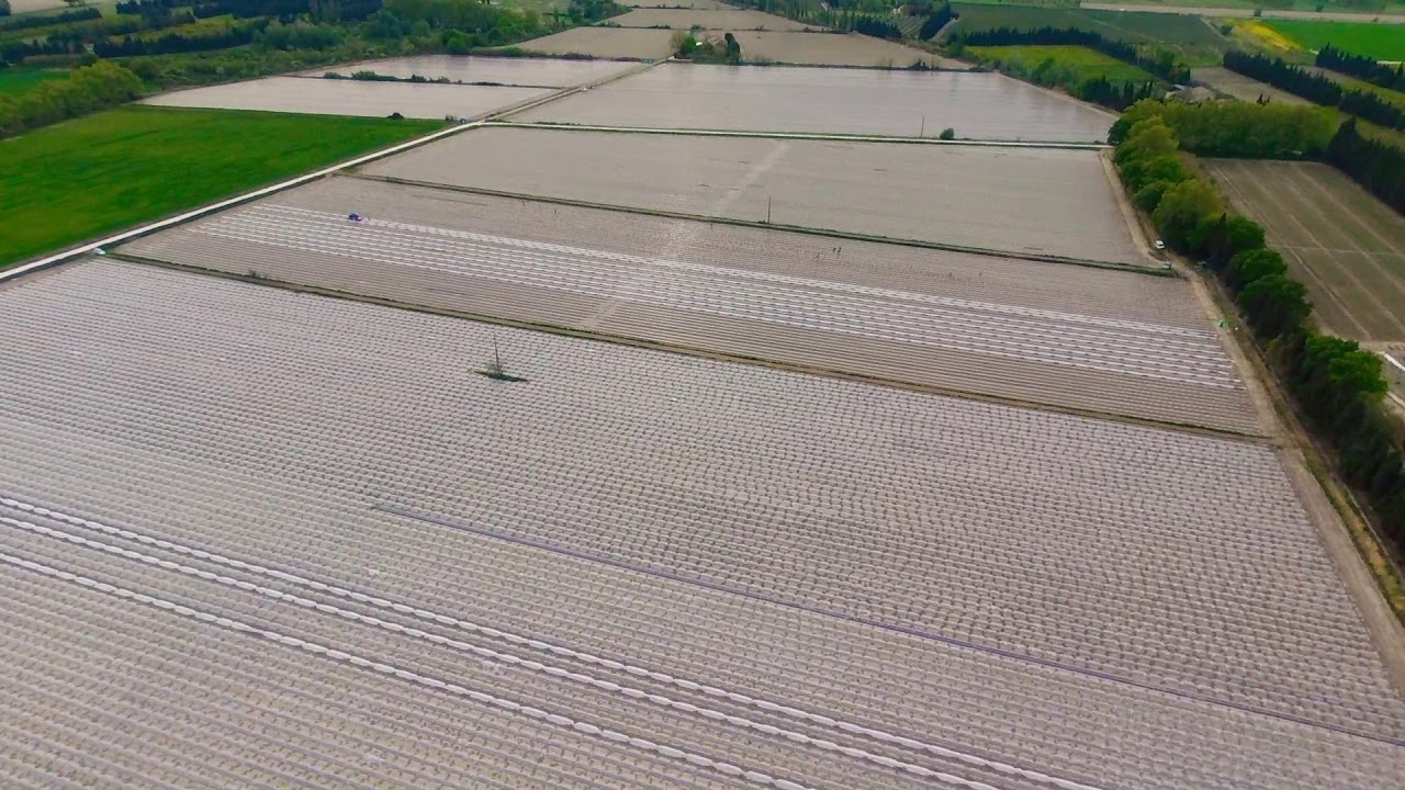 Les Rubis de Lansac plantation melon