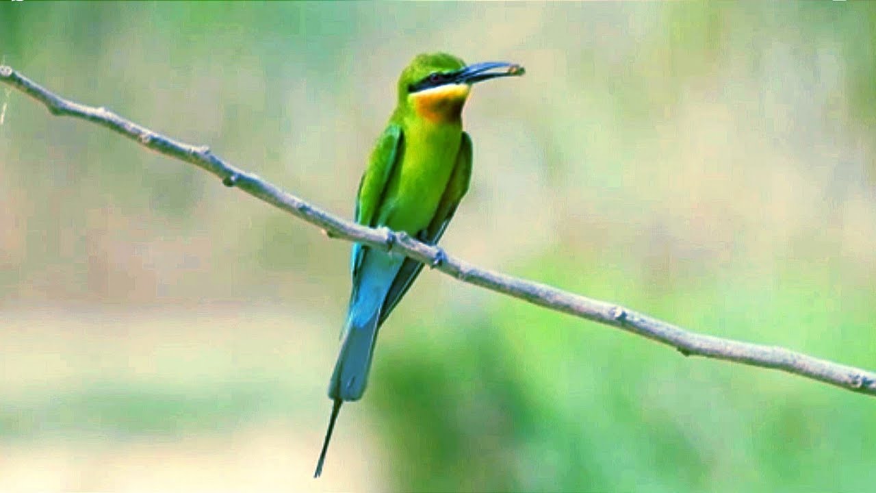 Chupir char,Kasthasali Pakhiralay,Banglar amazon,Goriber amazon