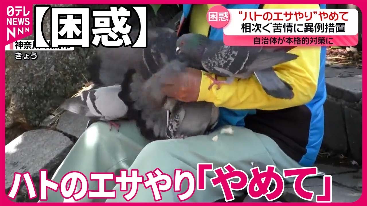 【自治体が本格的対策に】 &ldquo;ハトのエサやり&rdquo;やめて   相次ぐ苦情に異例措置