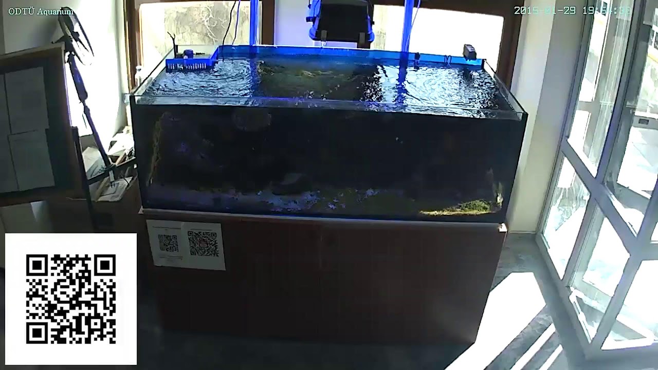 Reef Tank Live