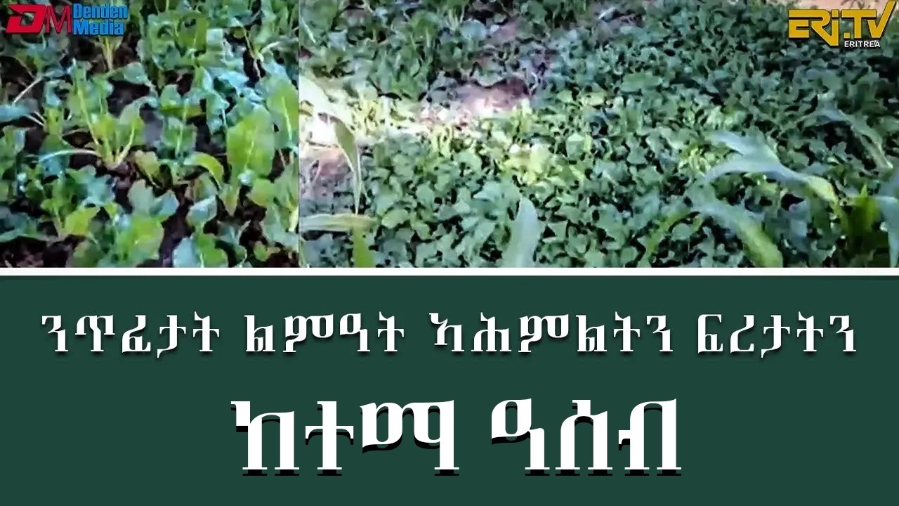 ንጥፈታት ልምዓት ኣሕምልትን ፍረታትን ከተማ ዓሰብ - መደብ ፍረጻዕሪ | fere tsaeri - Fruit and vegetable garden in Keren