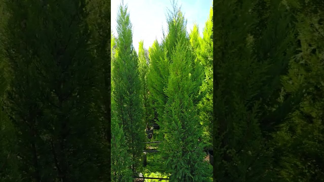 Lemons Served (Cupressus macrocarpa ‘Goldcrest’) budama