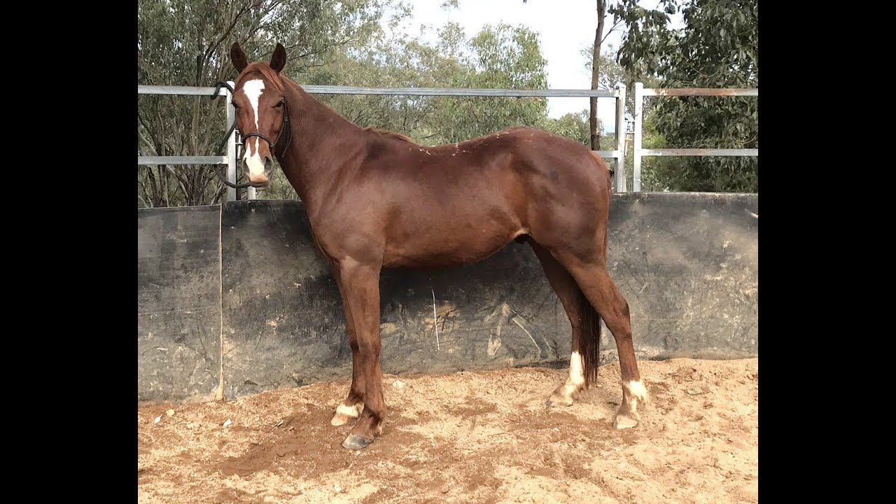 ** SOLD **  2 yo Quarter Horse gelding
