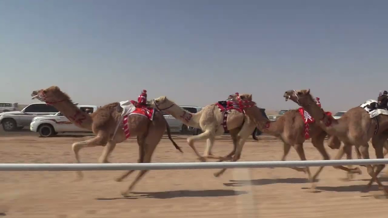 الشوط الرئيسي حقايق قعدان - شاهين ل سعد بن طالب بن شريم المري