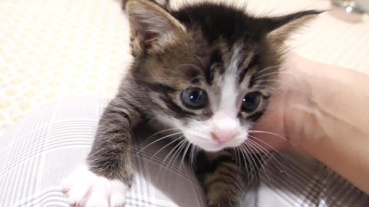 アクロバティックな子猫が足ブランコで大はしゃぎ【赤ちゃん猫　保護猫】