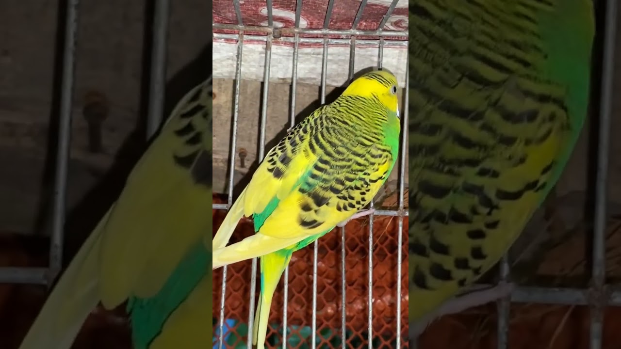 #bajrigar #birds #allah #parrot #lovebird #cute #shorts #merimaa