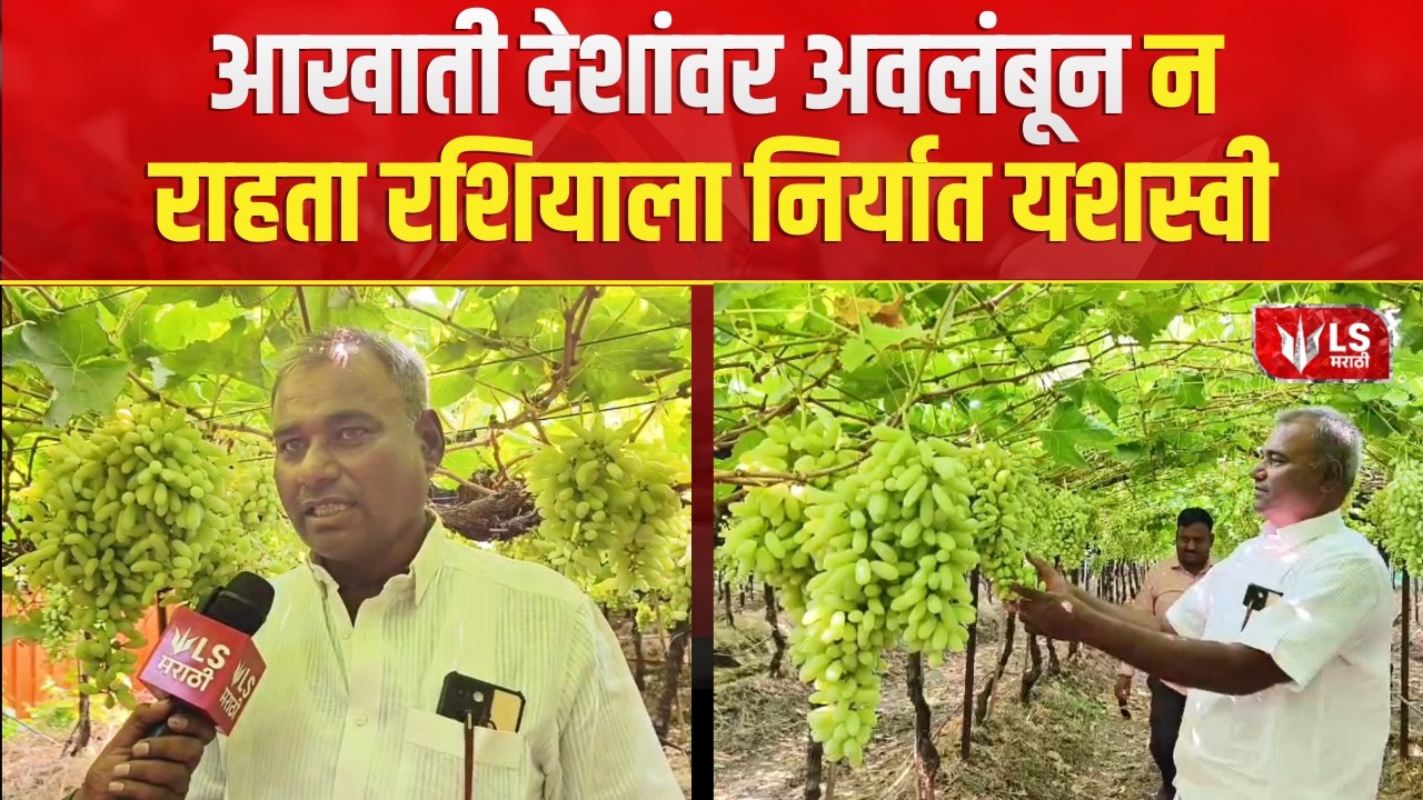 Tuljapur grapes export |  तुळजापूरचे 1300 टन द्राक्ष रशियाला निर्यात | US Iran conflict impact