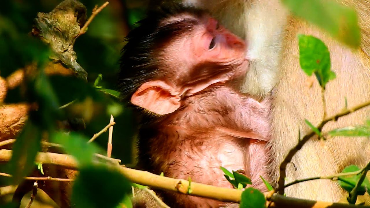 A Very Cutie Tiny Newborn Baby Evian Tried To Swallow Magical Milk While Young Mom Elpida Feeding