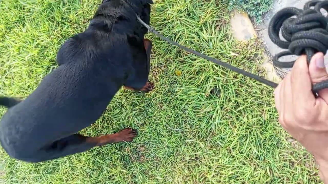 el Momento MÁS IMPORTANTE del Paseo