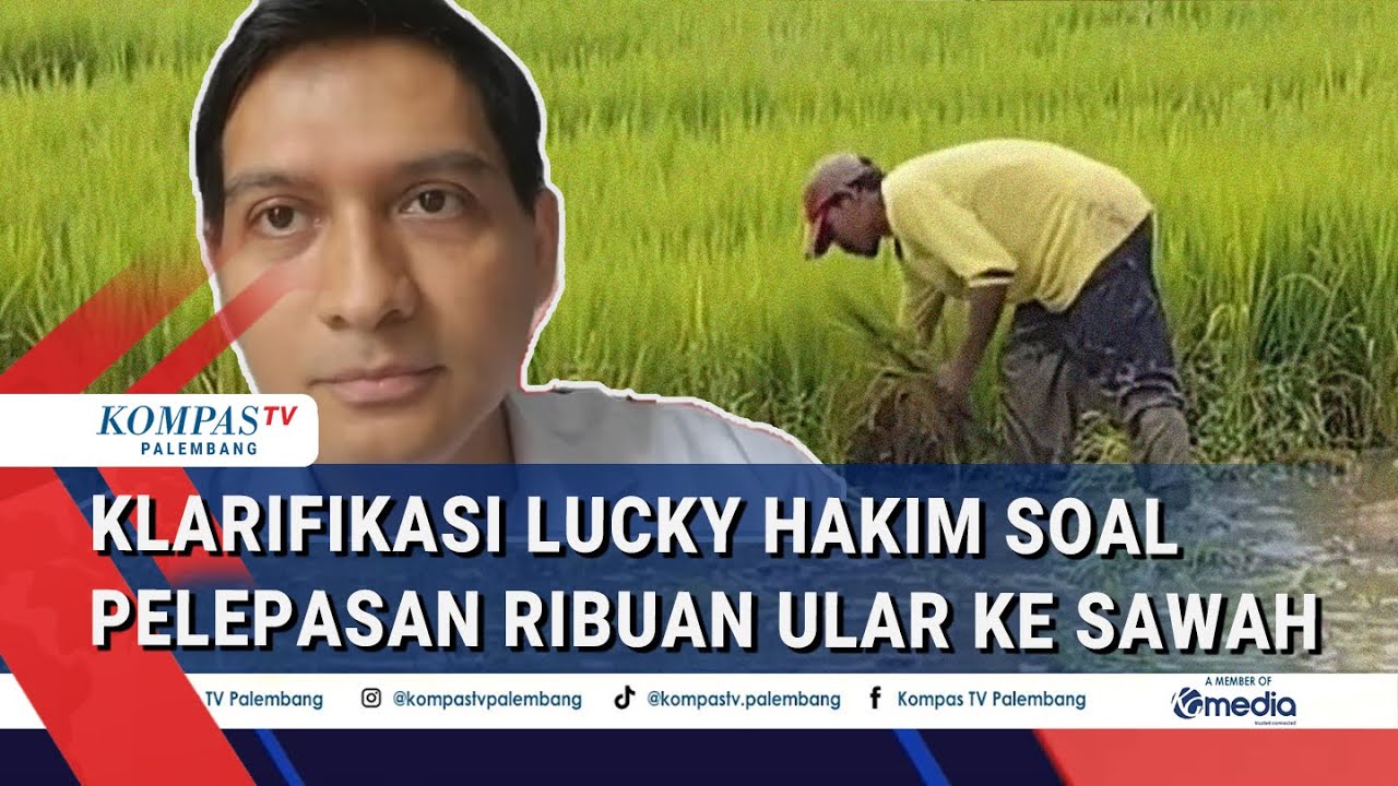 Pak Bupati Lepas Ribuan Ular ke Sawah, Bikin Petani Resah. Ini Kata Bupati Indramayu Lucky Hakim