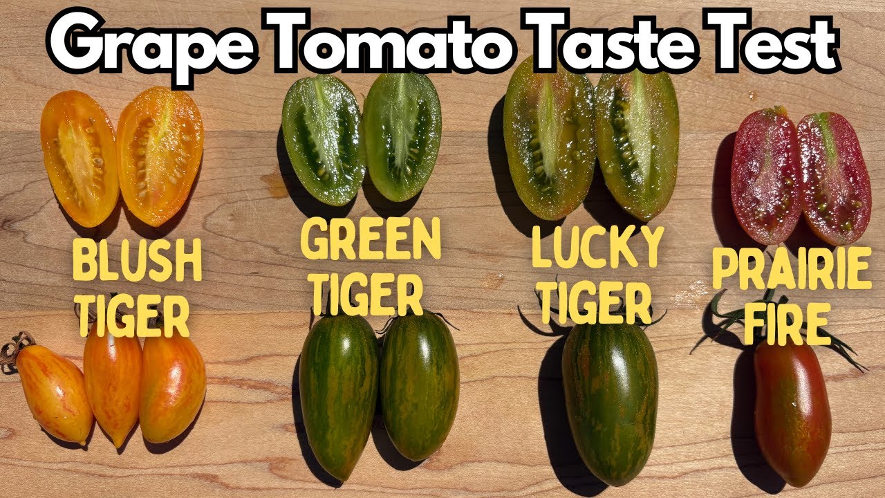 Дегустация виноградных томатов — сорта томатов Prairie Fire, Lucky Tiger, Green Tiger, Blush Tiger!