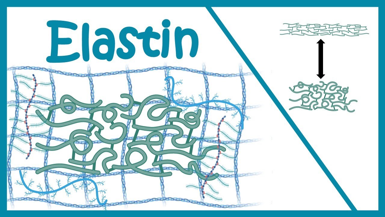 Elastin