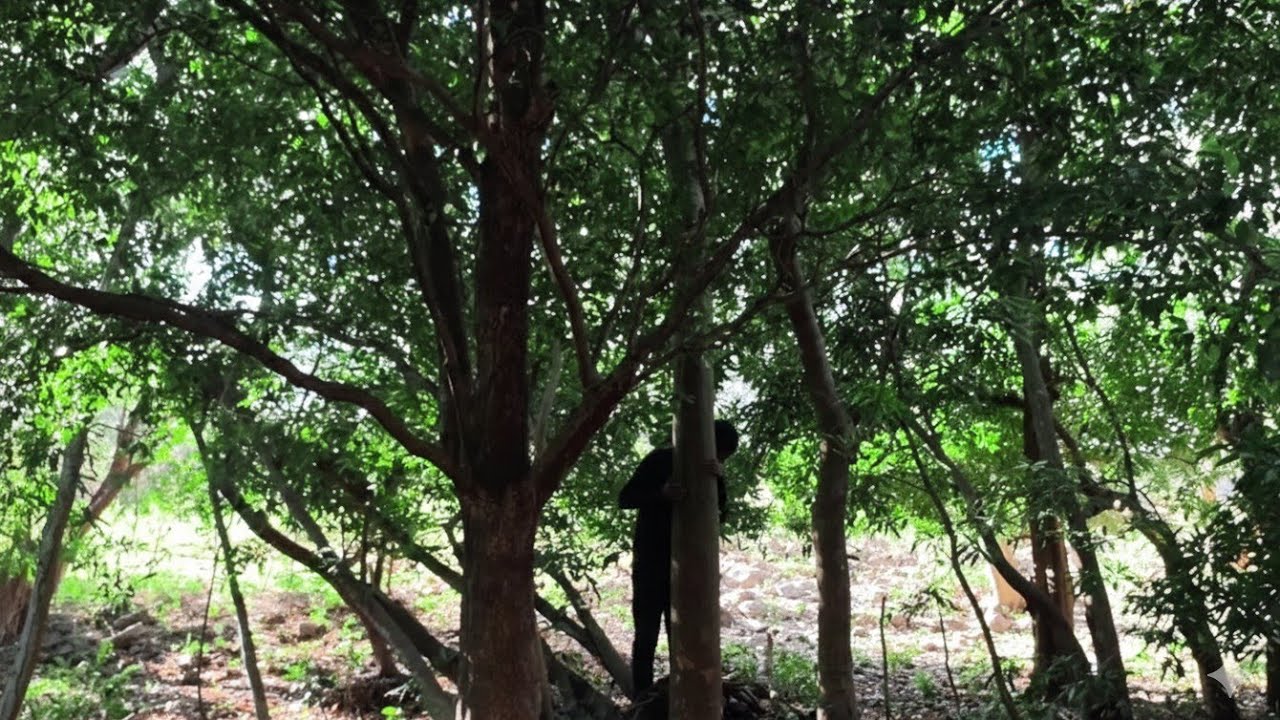 Regresamos Al Misterioso Bosque Del Hombre Mono Que Nos Perseguía 