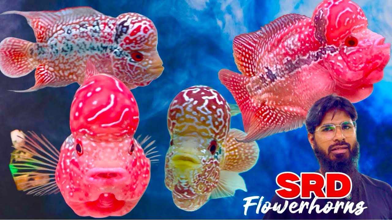 The Best SRD Flowerhorn & Kamfa Collection at 9.9 India Fish Aquarium, Kurla, Mumbai
