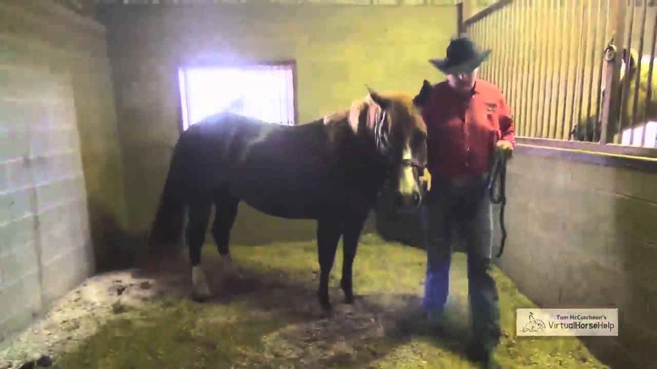 Как вести лошадь в денник и из него — Том Маккатчеон