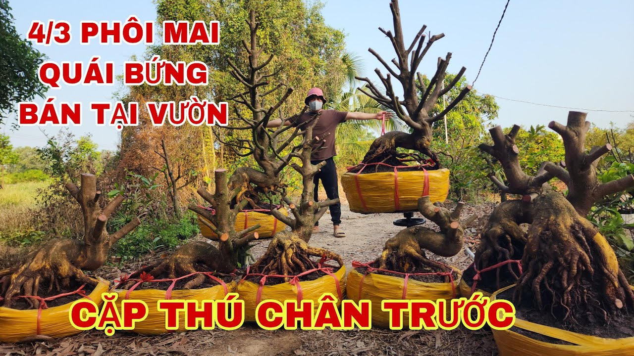 4/3 Phôi mai quái bứng bán tại vườn cặp thú chân trước☎0907813169