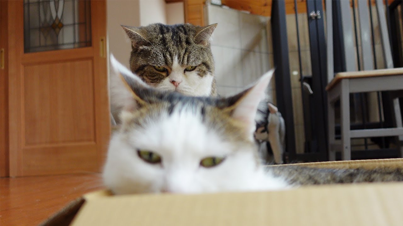羨ましいがダダ漏れちゃったけど、丸く収まったねこ。-Maru wants the Miri's box.-