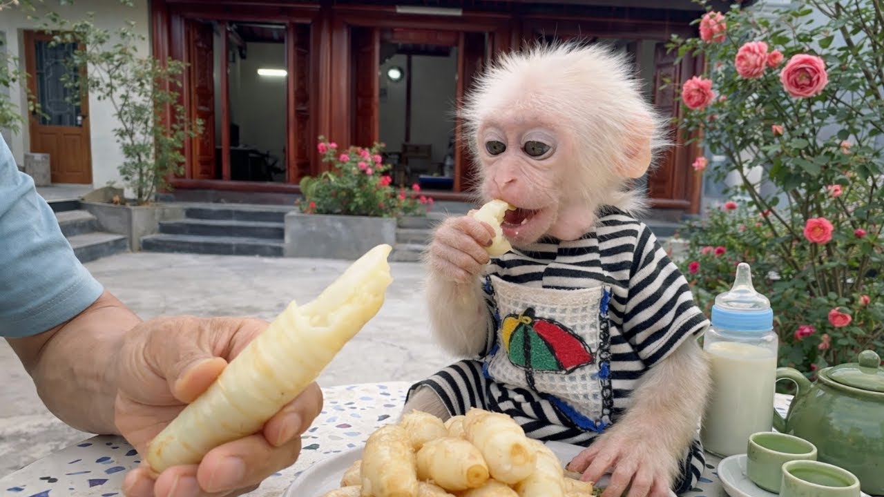 Discover Baby Monkey Baba&rsquo;s Unique Breakfast &ndash; Wild Roots at an Ancient Temple!