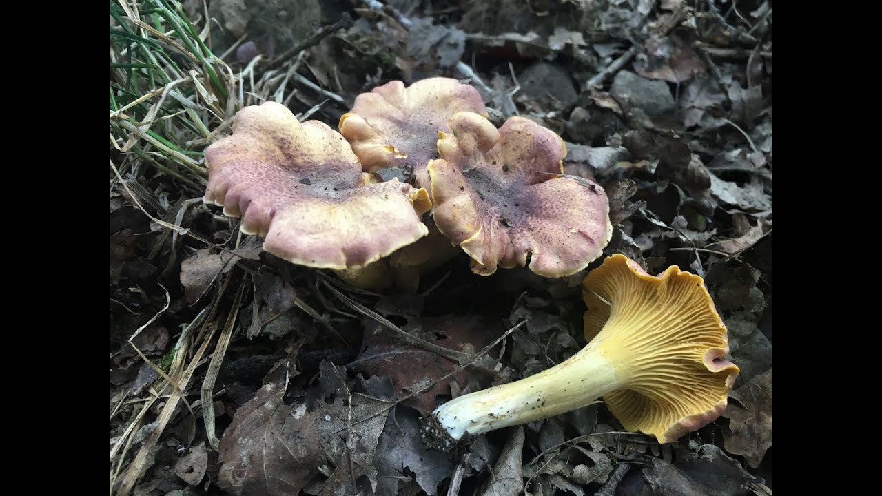 Identifying the Amethyst chanterelle, Cantharellus amethysteus