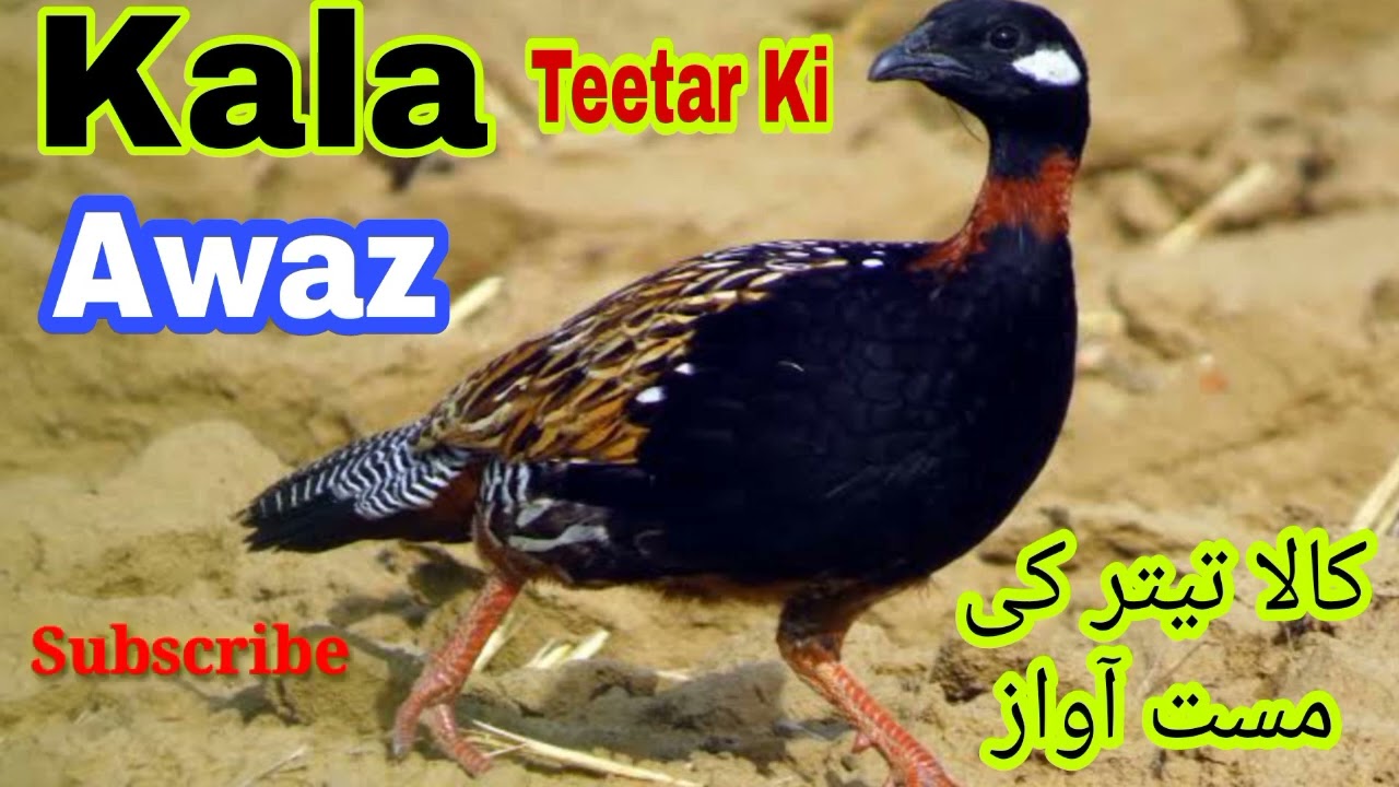 kala teetar ki awaz || Black francolin call sound || kala teetar ki mast awaz