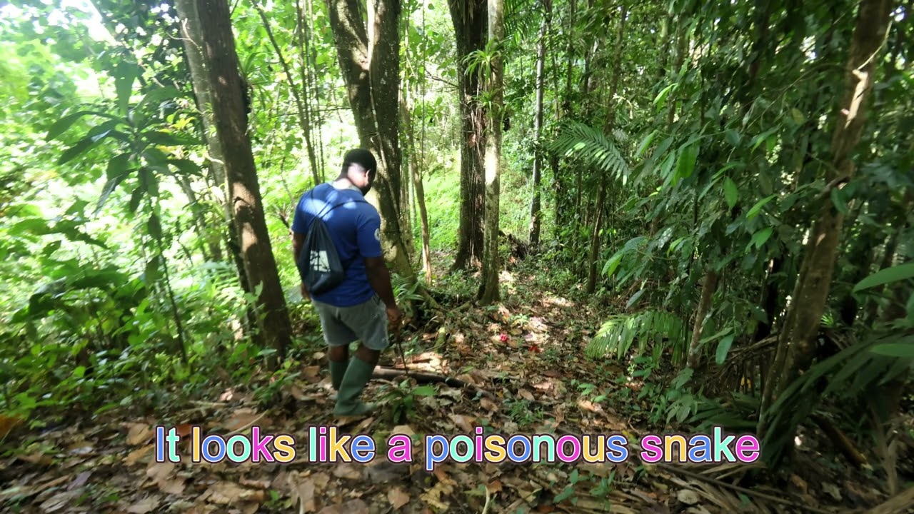 Rain Forest Trail Dennery  11th February 2026