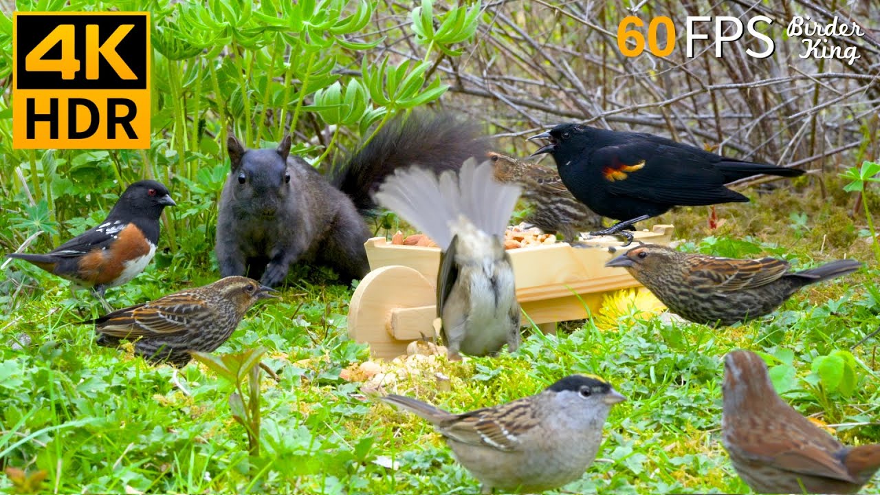 КОШКА ТВ 😺🐦‍⬛ Милые птицы и белки 🐿 4K HDR