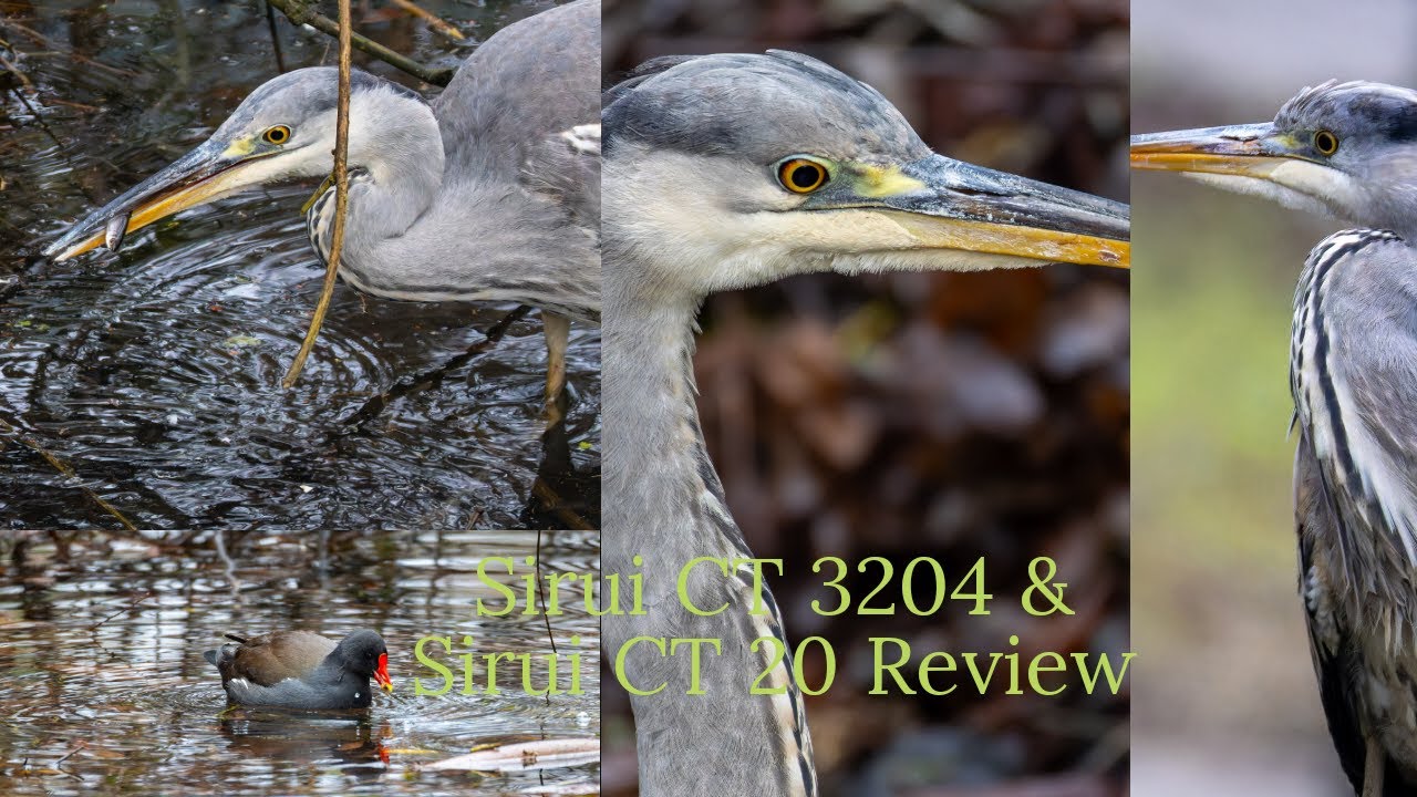 Sirui CT 3204 & Sirui CH 20 Review Day 1 Canon R7 & Canon 200 800 4K