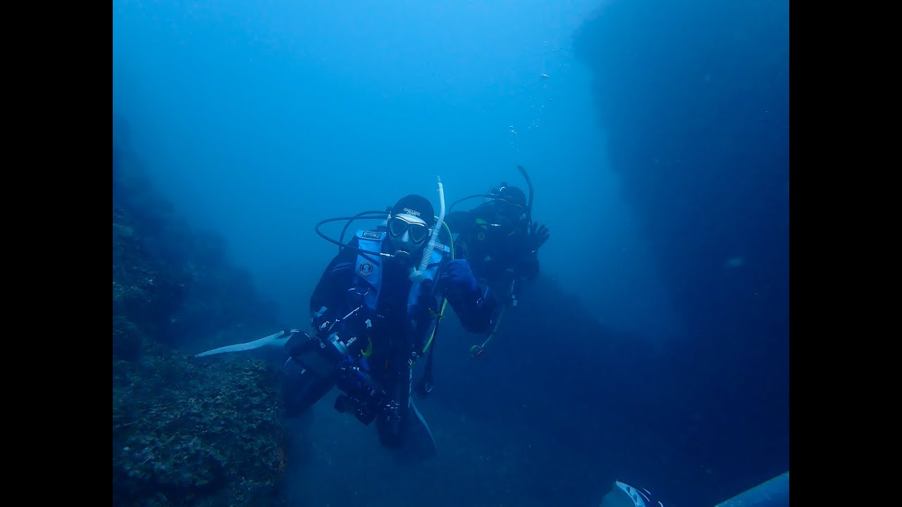 wilddiving室戸岬甲浦カアナパリハリセンボン20230428