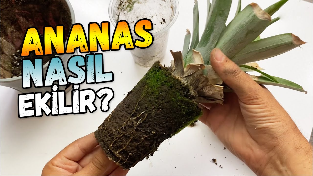 Evde Ananas Nasıl Yetişir?