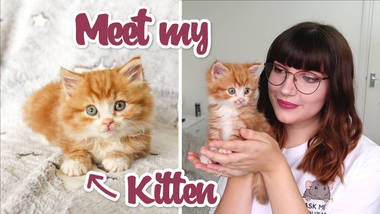 Я усыновила милейшего котенка, которого нашли на улице!